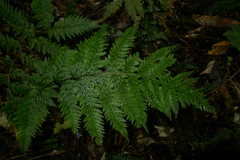 Leptolepia novae-zelandiae