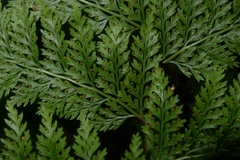 Leptolepia novae-zelandiae