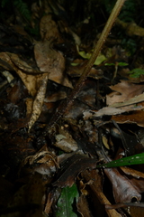 Leptolepia novae-zelandiae