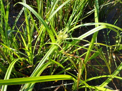 Rhynchospora corniculata