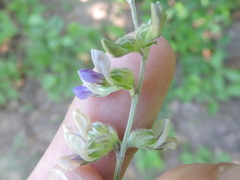 Pediomelum digitatum