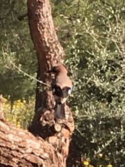 Garrulus glandarius graecus