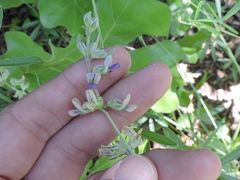 Pediomelum digitatum