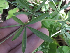 Pediomelum digitatum