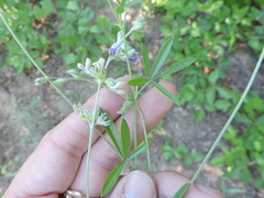 Pediomelum digitatum