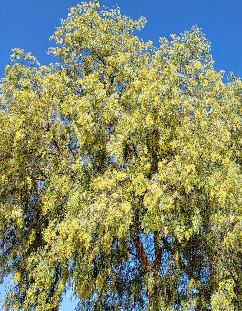 Peruvian Pepper Tree from Teotihuacán Municipality, State of Mexico ...
