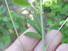 Pediomelum digitatum