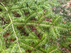 Abies balsamea image