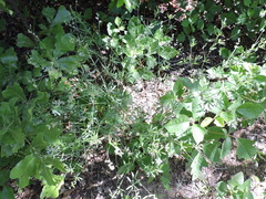 Pediomelum digitatum