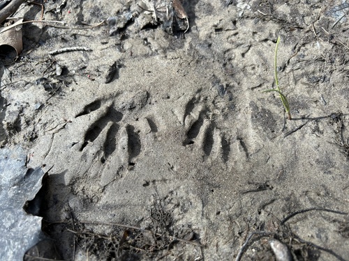 Common Raccoon photographed in Rhode Island