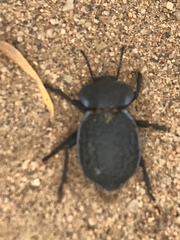 Microschatia inaequalis