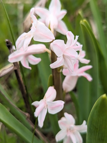 Hyacinthus orientalis