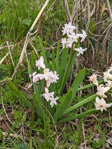 Hyacinthus orientalis