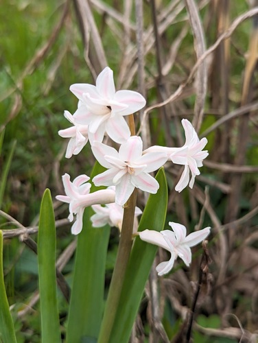 Hyacinthus orientalis