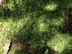 Conocephalum conicum