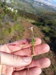 Oxalis tenuifolia