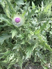Cirsium andrewsii