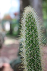 Nyctocereus serpentinus