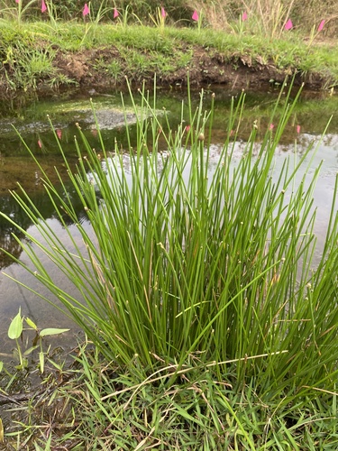 Eleocharis obtusa observed 2024-03-25