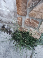 Poaceae