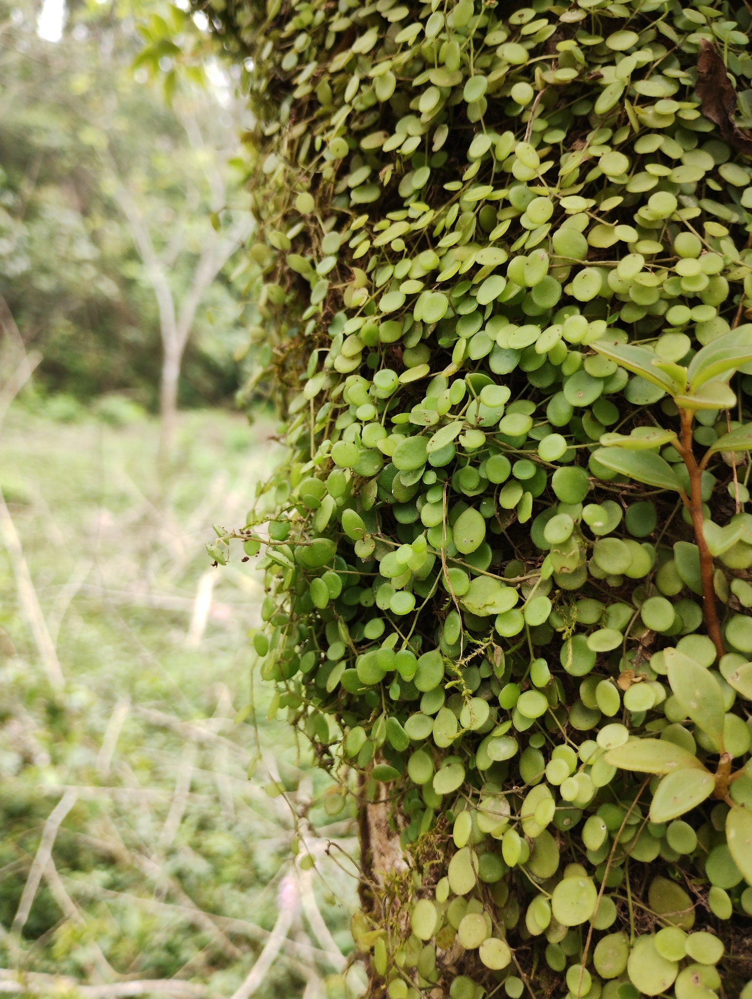 Imagem de Peperomia Hope