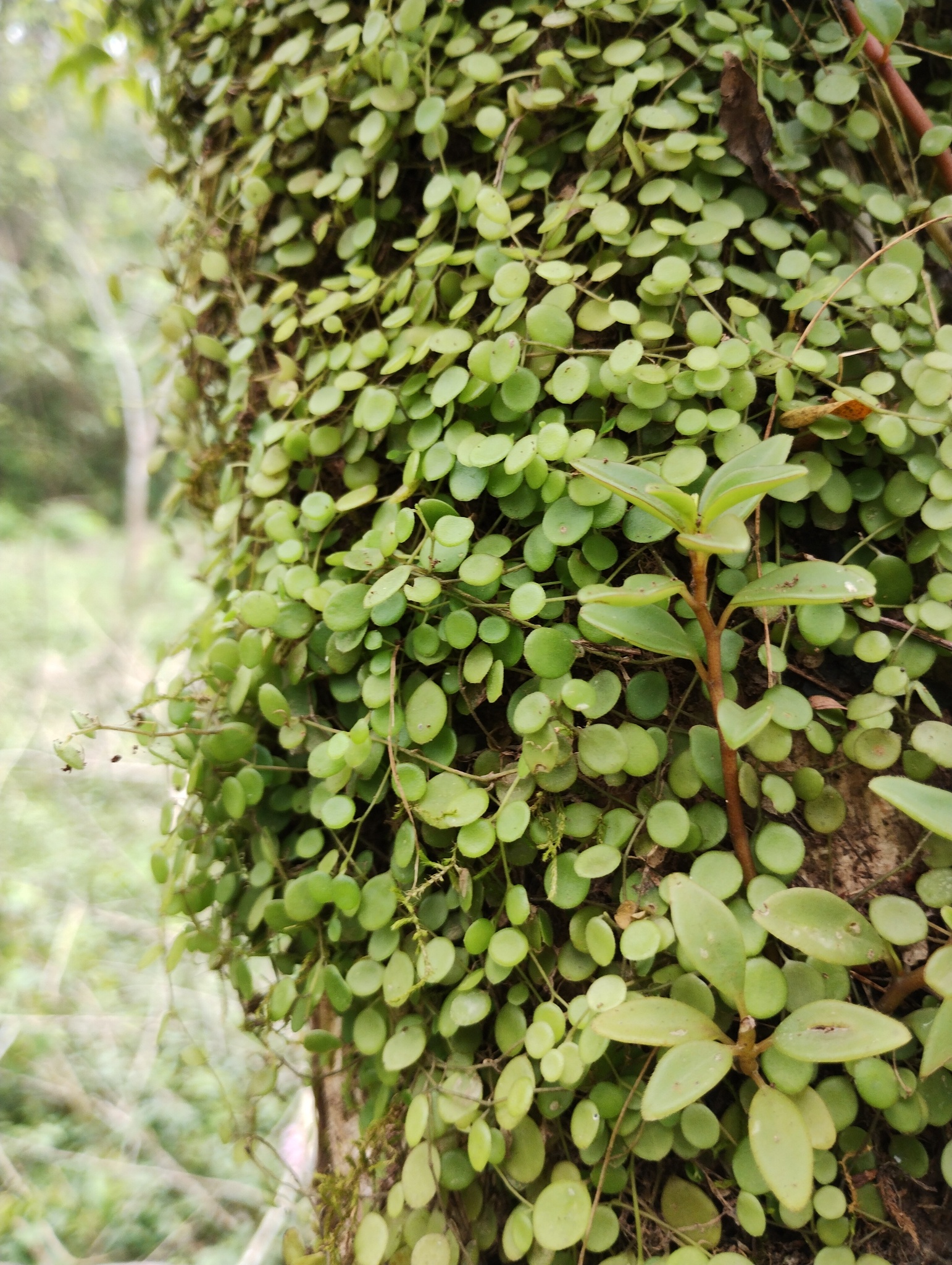 Imagem de Peperomia Hope