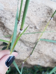 Poaceae