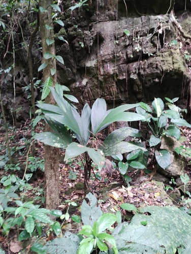 Chamaedorea ernesti-augusti, photograph 5