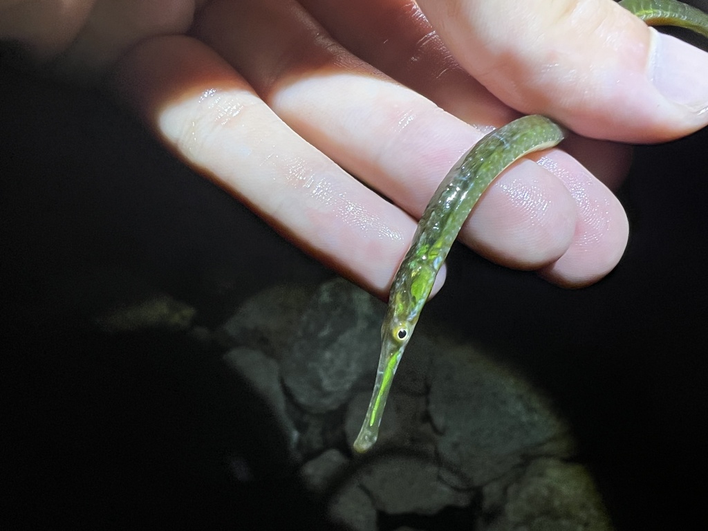 Dusky Pipefish