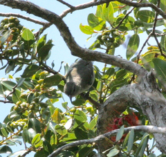 Chlorodrepanis flava