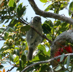 Chlorodrepanis flava