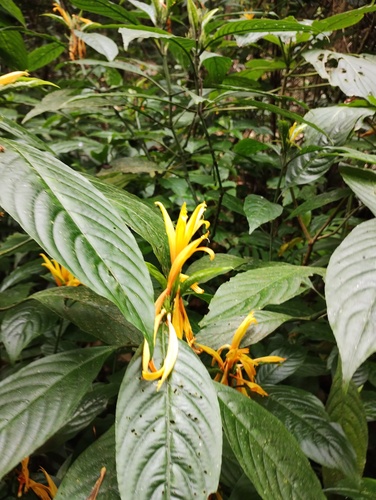 Justicia fimbriata, photograph 6