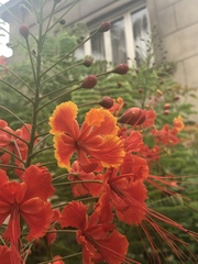 Caesalpinia pulcherrima