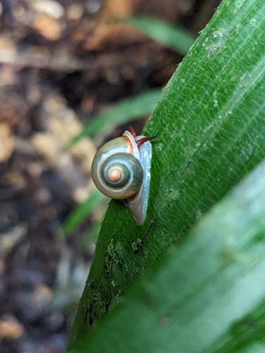 taxonomy_inaturalist image for Cyclophoridae