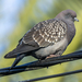 Spot-winged Pigeon - Photo (c) pkondrashov, some rights reserved (CC BY-NC)