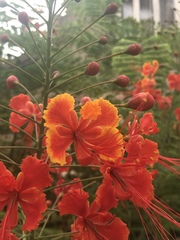 Caesalpinia pulcherrima