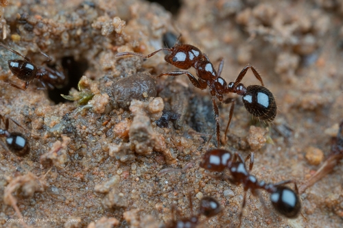 Red Imported Fire Ant