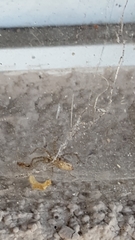 Arachnida