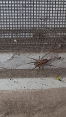 Arachnida