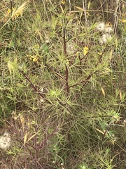 Cordylanthus rigidus