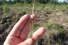 Rhynchospora globularis
