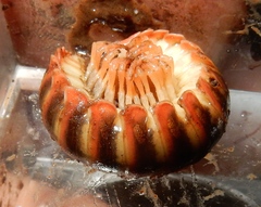 Apheloriini
