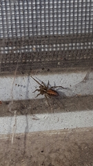 Arachnida