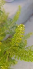Lepidium austrinum