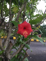 Hibiscus rosa-sinensis