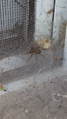 Arachnida