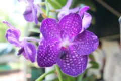 Vanda