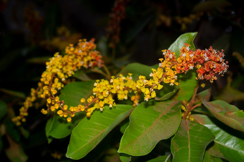 Maricao cimun (Byrsonima crassifolia)