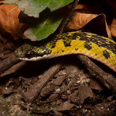Black-backed Snake