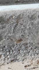 Arachnida